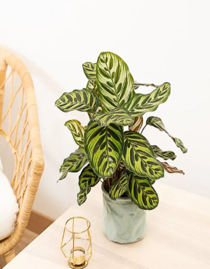 Calathea Makoyana | Al Solar Vivero