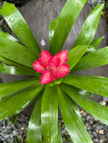 Bromelia vriesea pink blossom