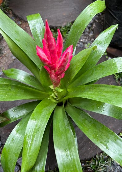 Bromelia vriesea pink blossom