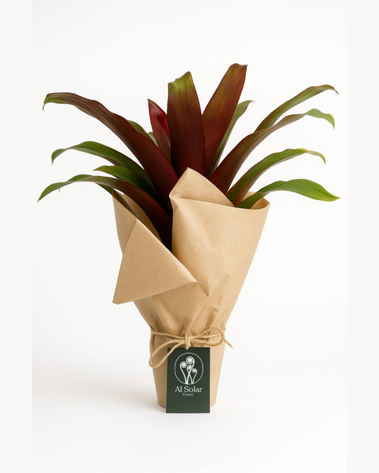 Bromelia de regalo - Al Solar