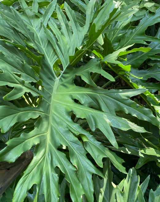 Philodendron Selloum | Al Solar Vivero