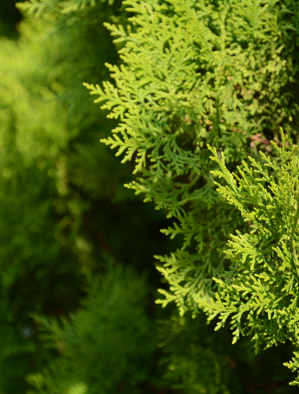 Pino Limón: Árbol Aromático y Decorativo | Al Solar Vivero