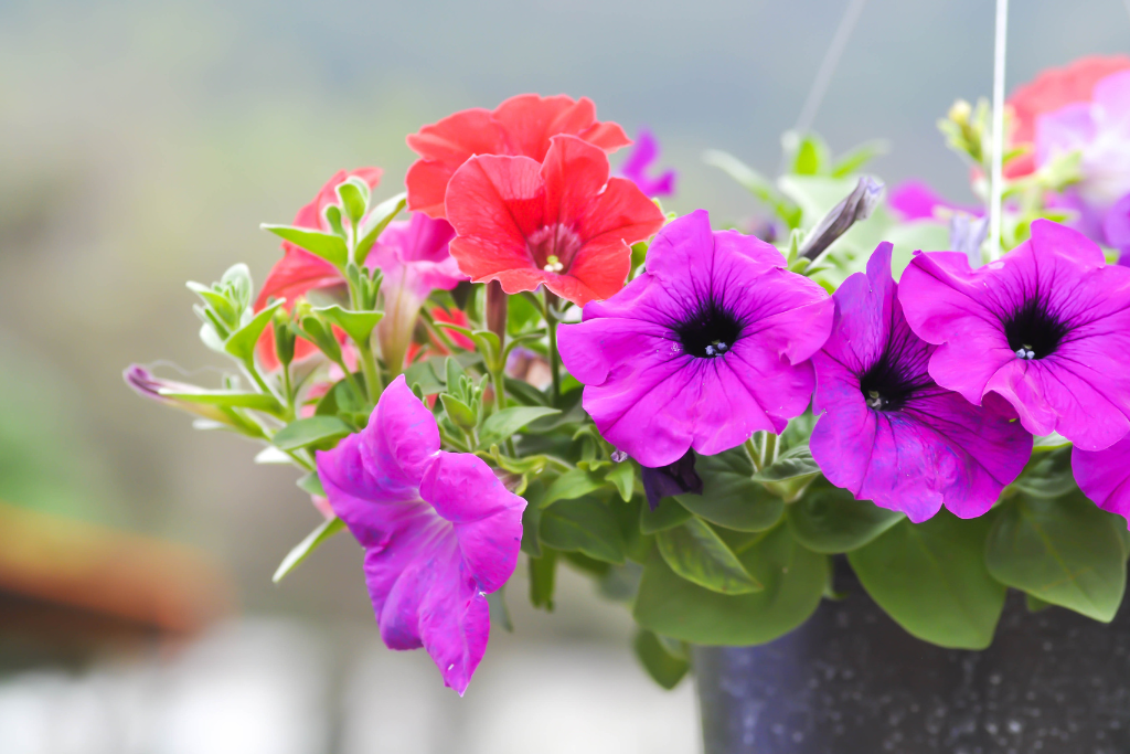 Petunia: Esplendor de Sudamérica | Al Solar Vivero