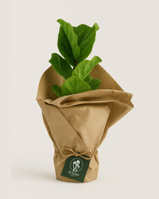 Ficus Pandurata Bambino - Al Solar