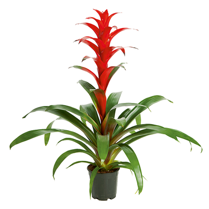 Bromelia guzmania Vriesea | Al Solar Vivero