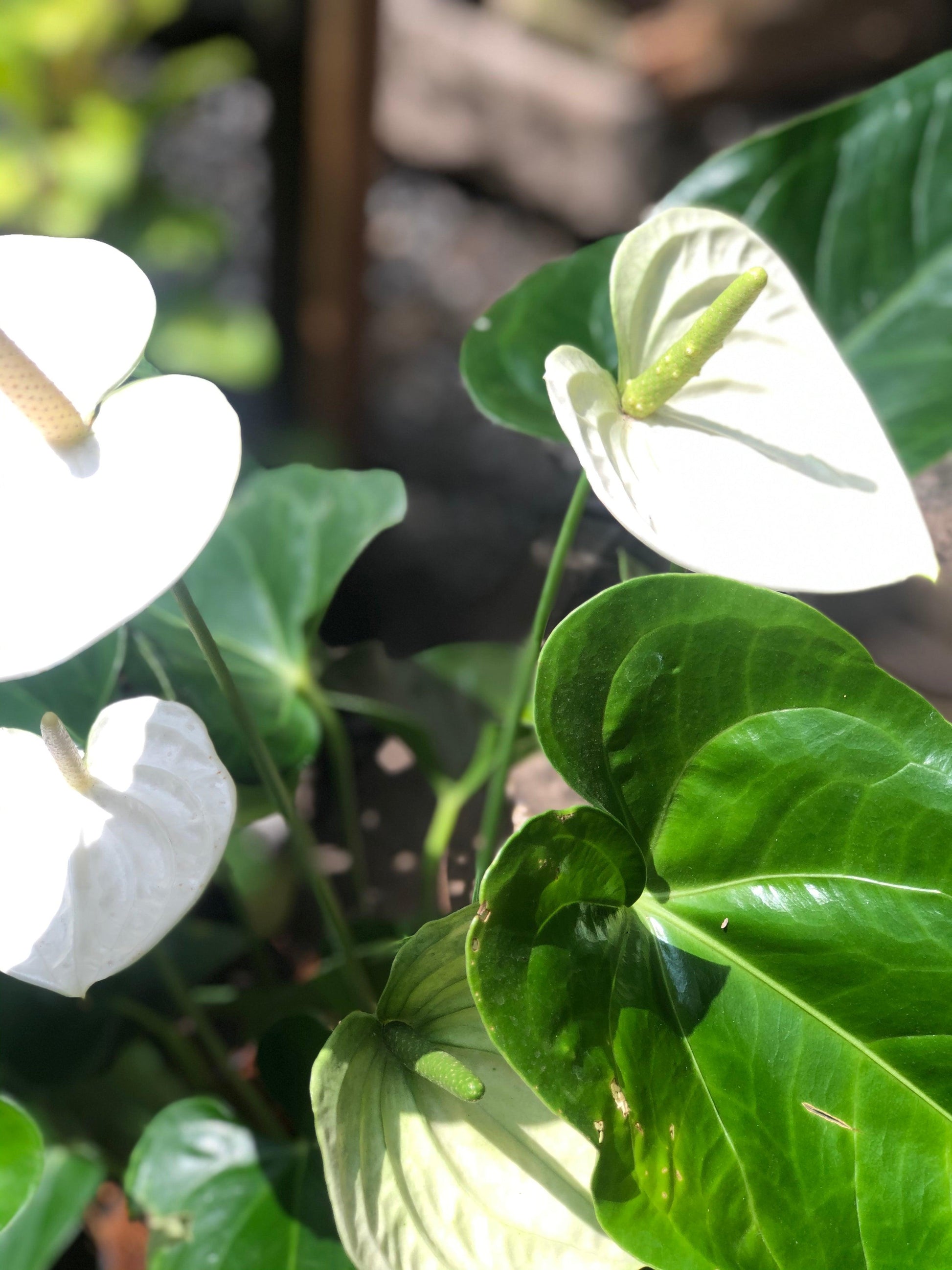 planta anthurium precio Anturio