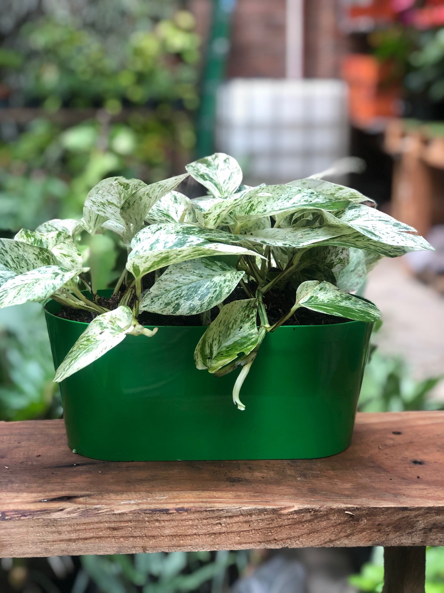 Epipremnum aureum | Al Solar Vivero