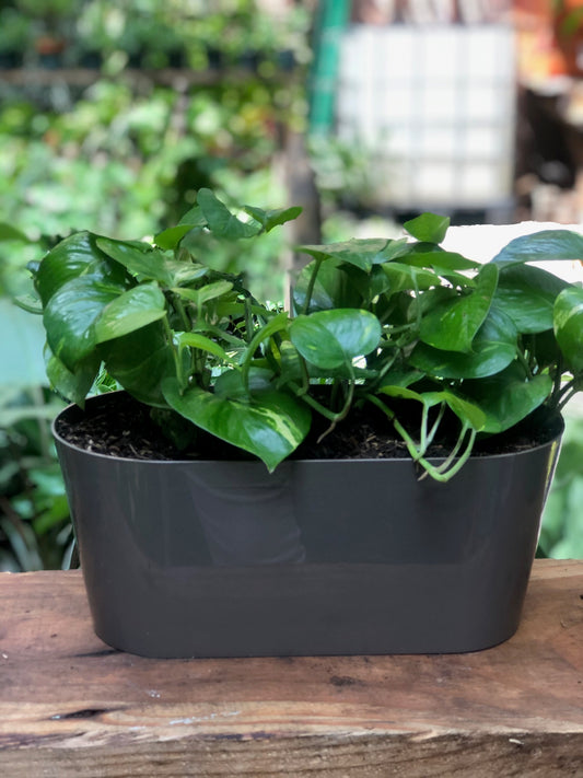 Epipremnum aureum | Al Solar Vivero