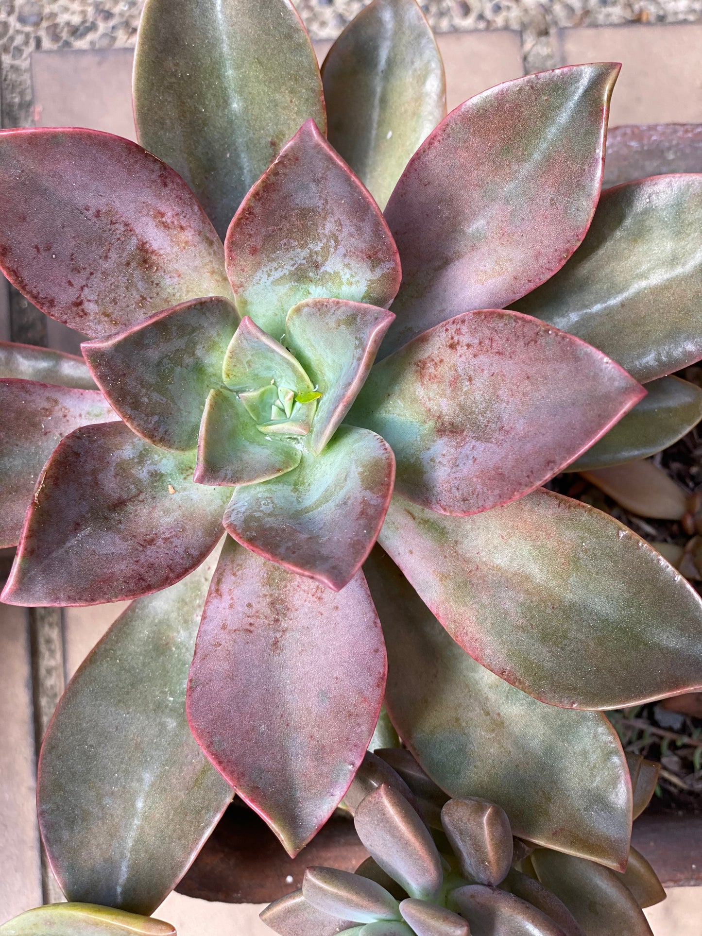 Suculentas variadas | Al Solar Vivero