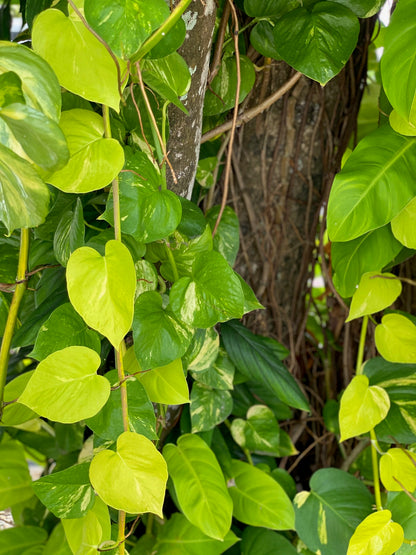 Philodendron: Hoja Verde y Fácil Reproducción | Al Solar Vivero