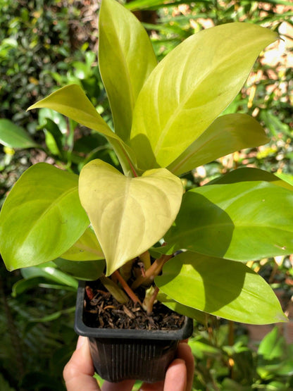 philodendron domesticum cuidados Philodendron: Hoja Verde y Fácil Reproducción