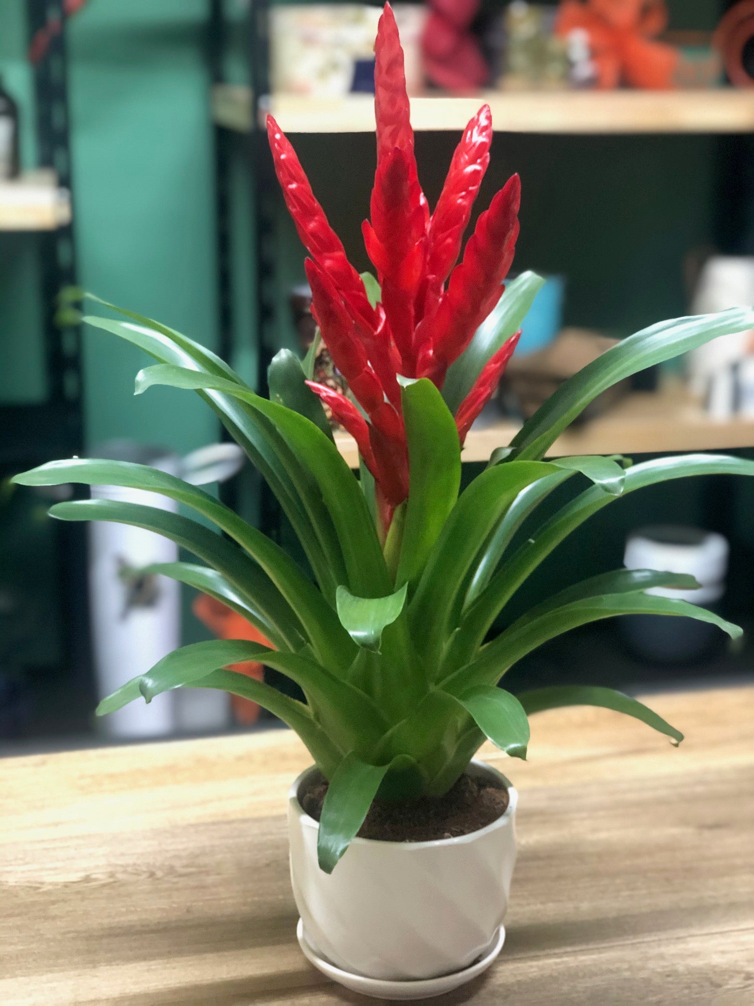 Bromelia Vriesea | Al Solar Vivero