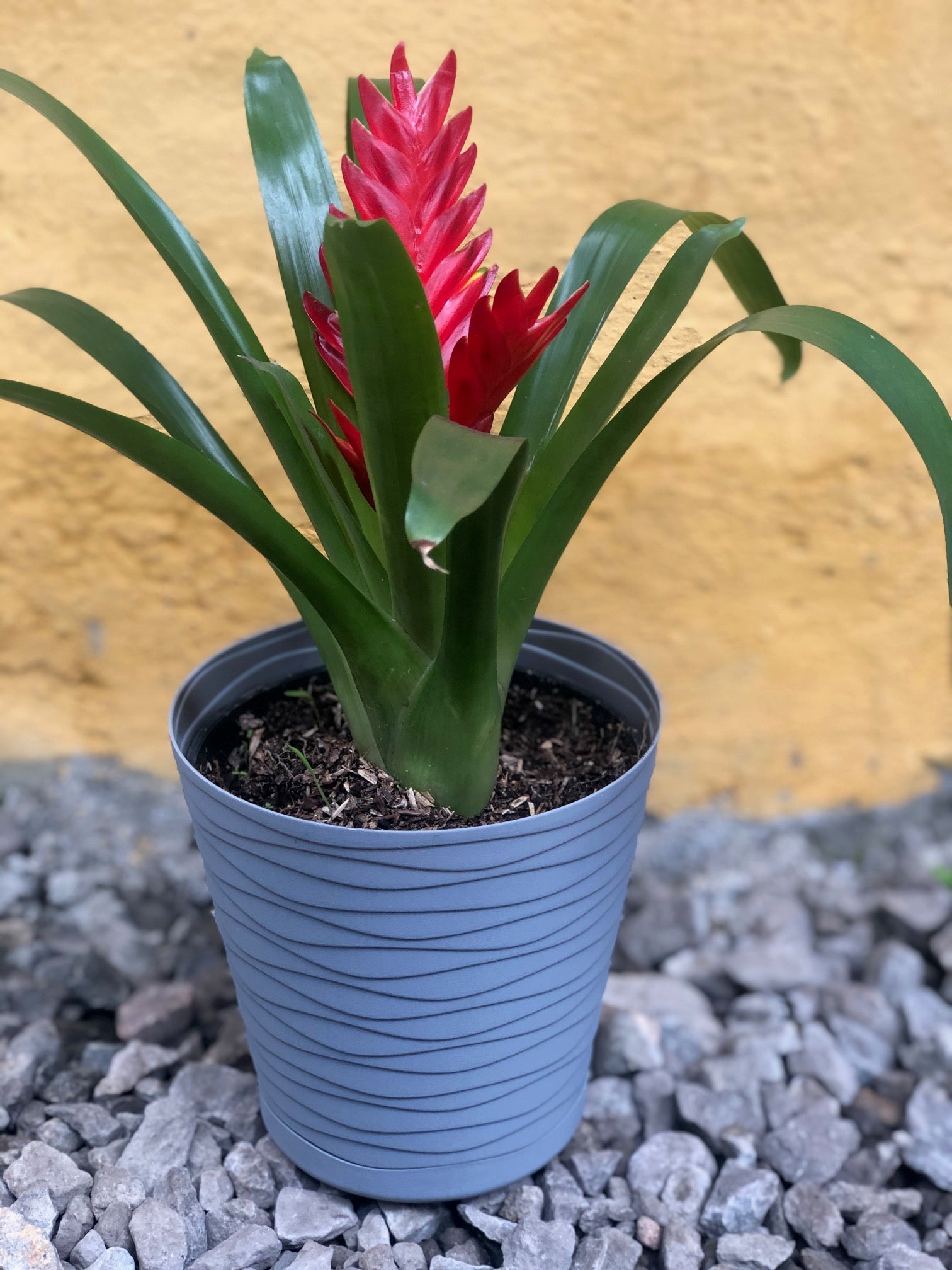 Bromelia Vriesea | Al Solar Vivero