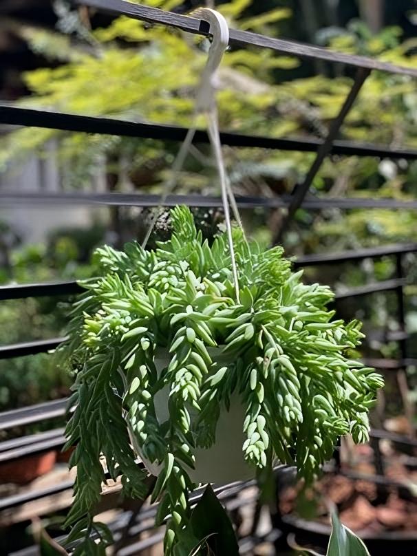 Suculentas colgantes: Belleza al aire libre | Al Solar Vivero