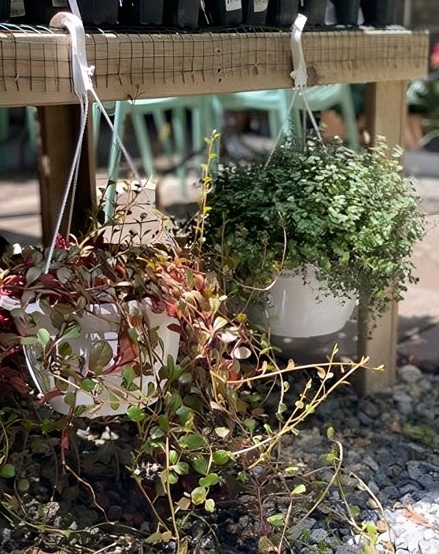 Suculentas colgantes: Belleza al aire libre | Al Solar Vivero