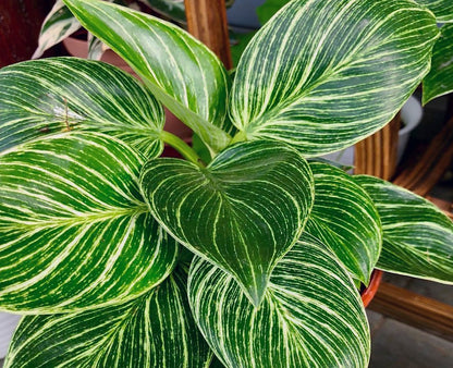 philodendron birkin significado Philodendron birkin