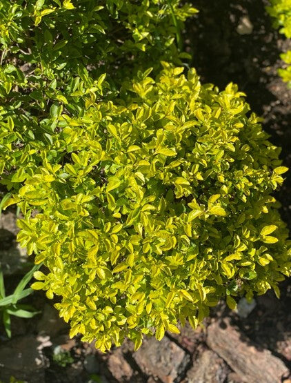 Duranta limón | Al Solar Vivero