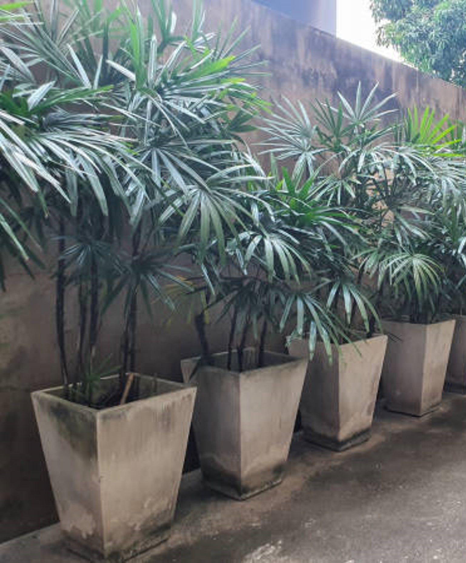 palma rafia planta Rafis: Palmera Elegante para Interiores y Exteriores