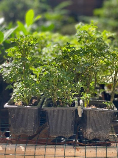 Aralia crespa: Planta para interior y exterior | Al Solar Vivero