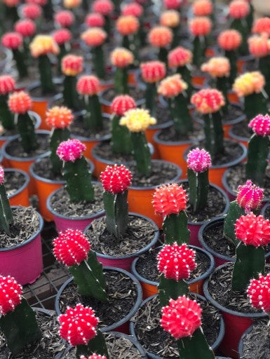 Cactus injesto: Elegancia y Resistencia | Al Solar Vivero