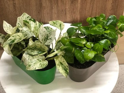 Epipremnum aureum | Al Solar Vivero