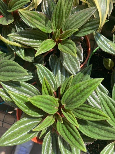 Peperomia Velita: Adaptabilidad en interiores | Al Solar Vivero