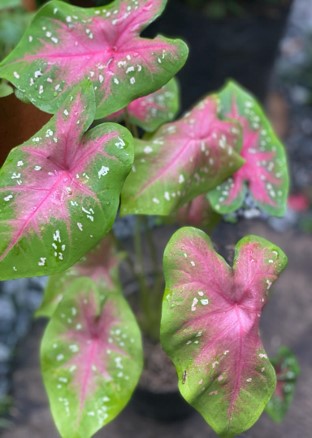 Caladium: Belleza nativa de Sudamérica | Al Solar Vivero