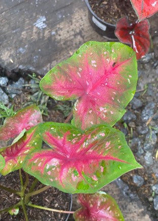 Caladium: Belleza nativa de Sudamérica | Al Solar Vivero