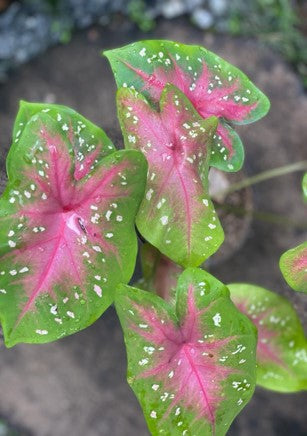 Caladium: Belleza nativa de Sudamérica | Al Solar Vivero