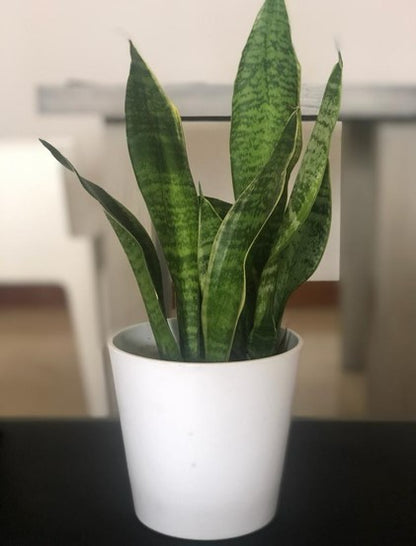 lengua de suegra sansevieria Lengua de suegra o Sansevieria