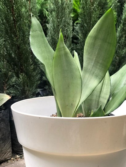 Lengua de suegra o Sansevieria