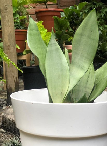 Lengua de suegra o Sansevieria