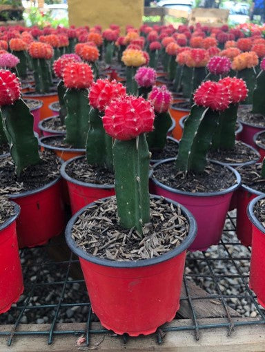 Cactus injesto: Elegancia y Resistencia | Al Solar Vivero