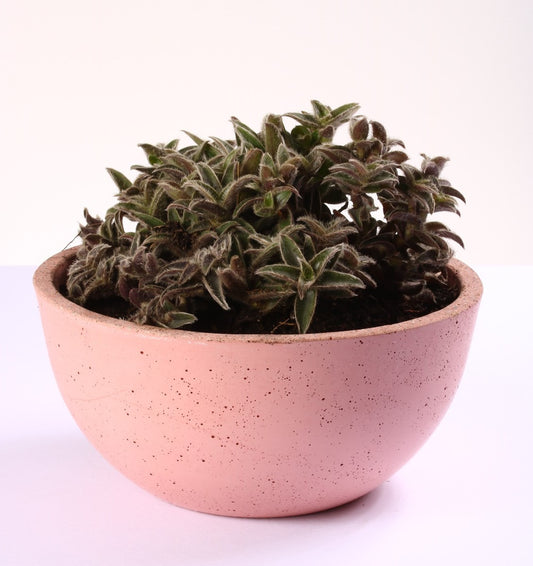 Bowl Concreto - Al Solar