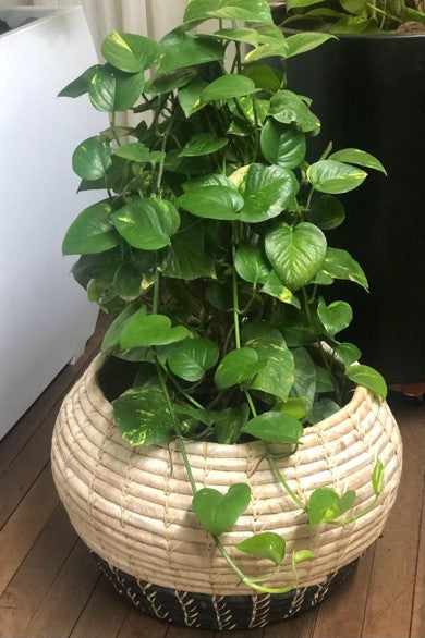 Epipremnum aureum | Al Solar Vivero