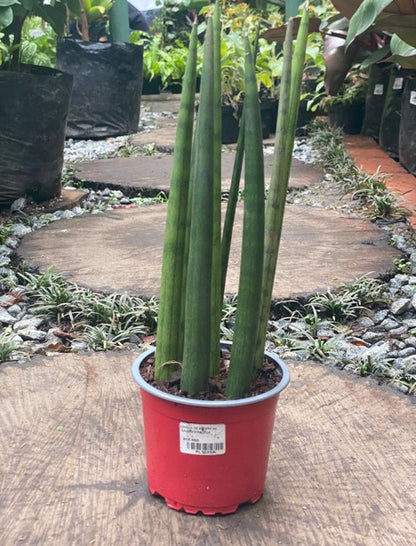 sansevieria cilíndrica Lengua de suegra cilíndrica