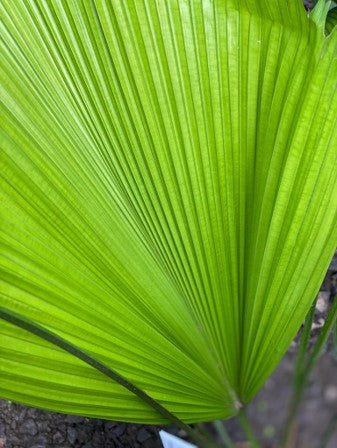 Palma Licuala: Cuidados y Exotismo Verde | Al Solar Vivero