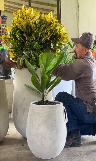 Palma Licuala: Cuidados y Exotismo Verde | Al Solar Vivero