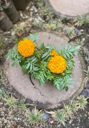 Marigold: Belleza y resistencia de Centroamérica | Al Solar Vivero