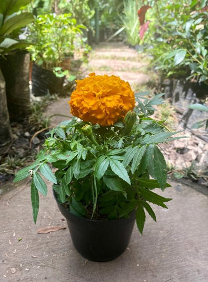 Marigold: Belleza y resistencia de Centroamérica | Al Solar Vivero