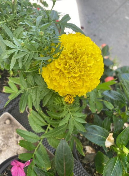 Marigold: Belleza y resistencia de Centroamérica | Al Solar Vivero