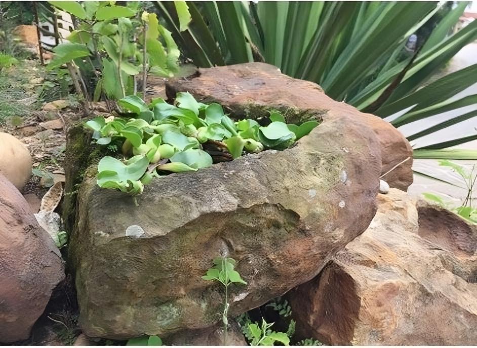 Batea Piedra Natural: Elegancia y Utilidad | Al Solar Vivero