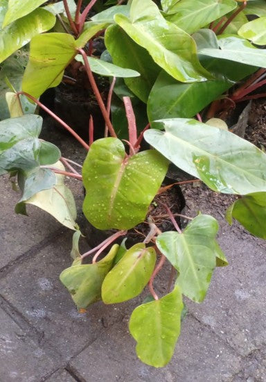 Philodendron red emerald