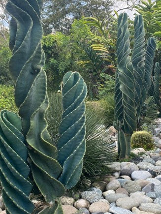 Cactus: Elegancia y Resistencia | Al Solar Vivero