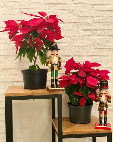 Poinsettia de regalo - Al Solar