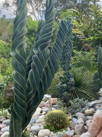 Cactus: Elegancia y Resistencia | Al Solar Vivero