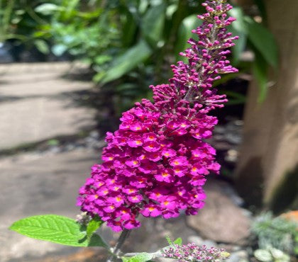 Arbusto de las Mariposas | Al Solar Vivero