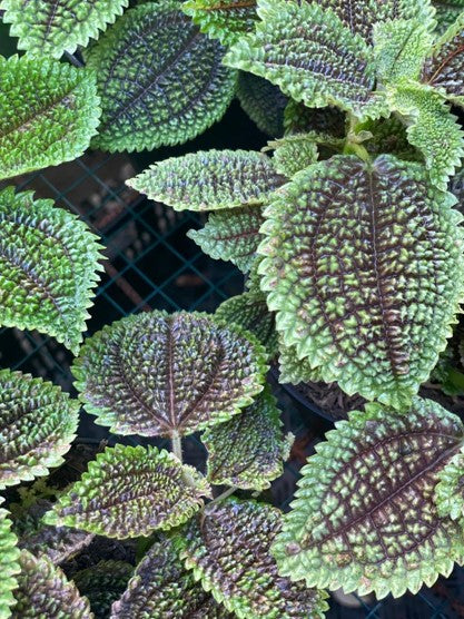 Pilea involucrata: Belleza en tu hogar | Al Solar Vivero