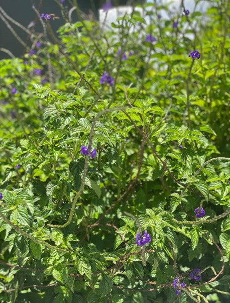 Verbena Morada: Belleza en Flor | Al Solar Vivero