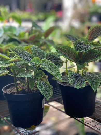 Pilea involucrata: Belleza en tu hogar | Al Solar Vivero